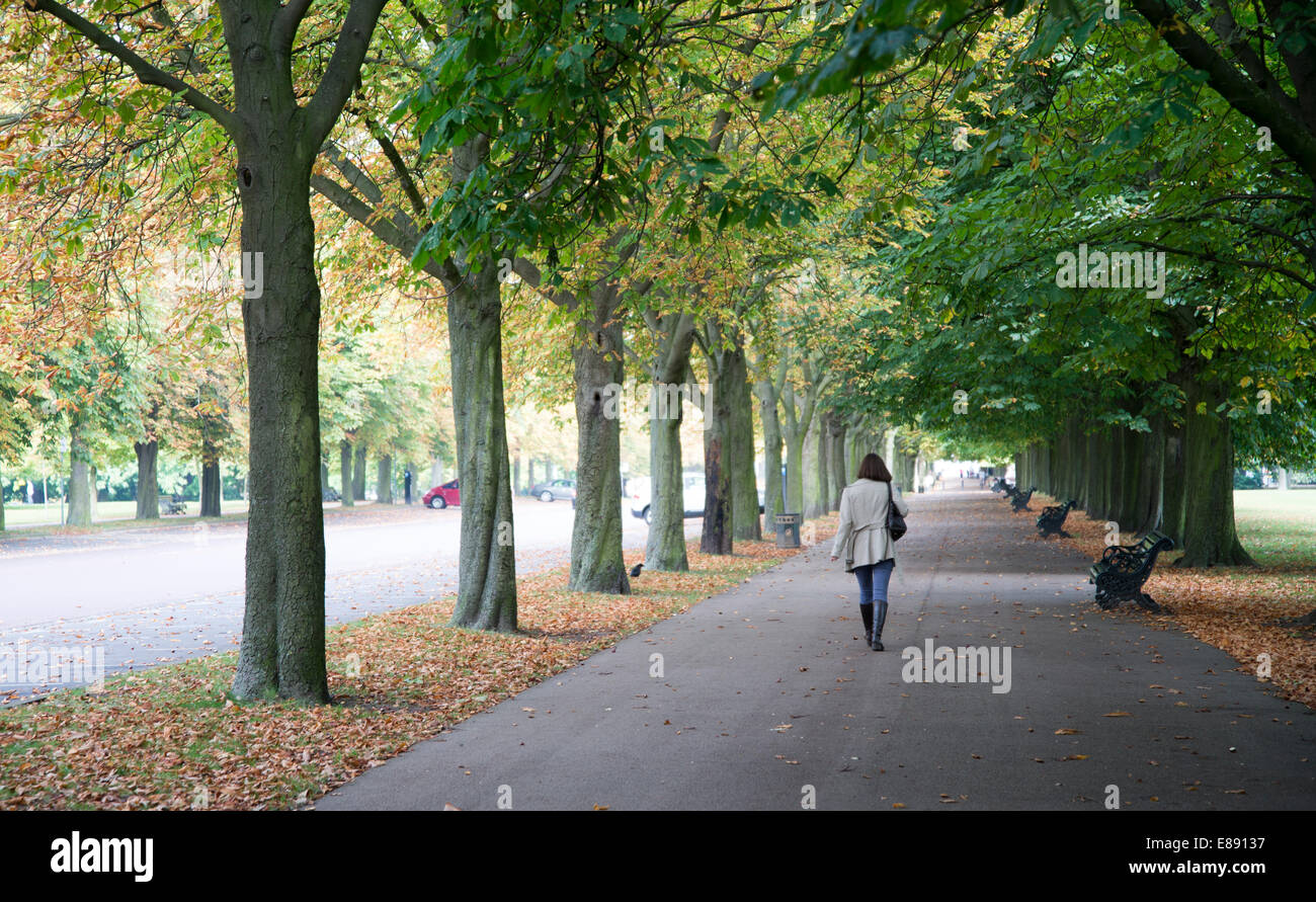 Young woman walking along path flanked by horse chestnut trees with early autumn leaves on the ground. October 2014 Stock Photo