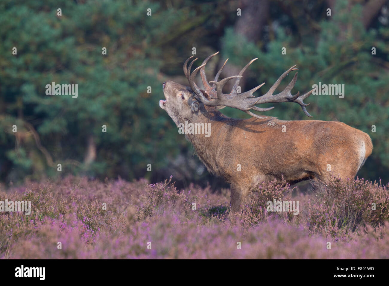 Red deer buck on purple bloom heathland Stock Photo