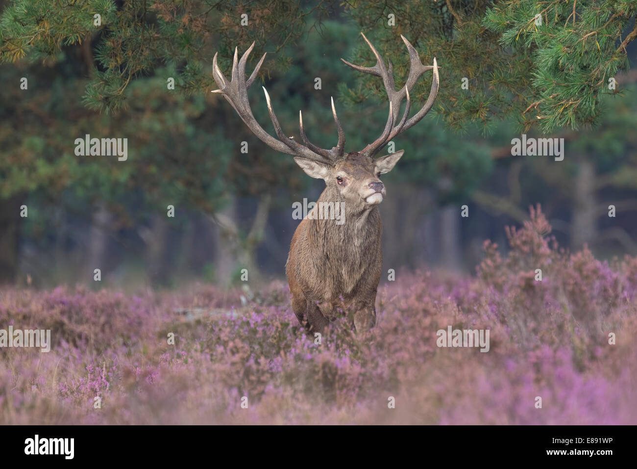 Red deer buck on purple bloom heathland Stock Photo