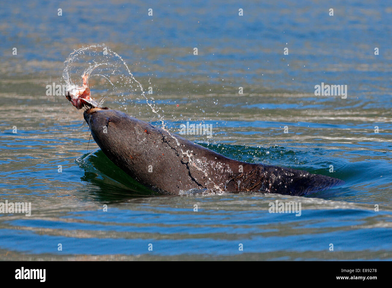 Brown (Cape) Fur Seal (Arctocephalus pusillus) bursting out of the water playing with a fish head Stock Photo