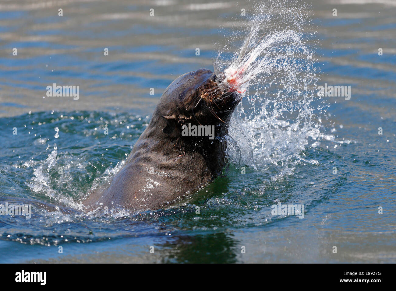 Seal jumping out water hires stock photography and images Alamy
