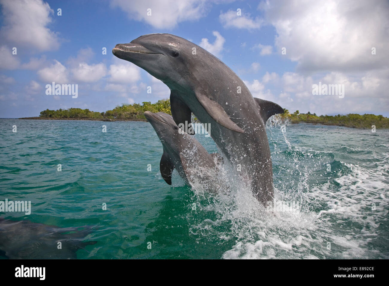 Bottle-nosed Dolphin - Tursiops truncatus Stock Photo