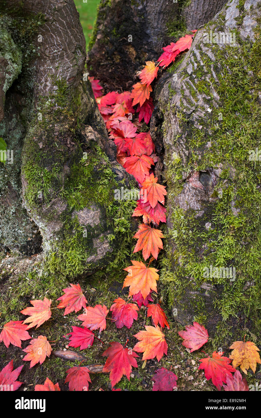 Acer maple tree hi-res stock photography and images - Alamy
