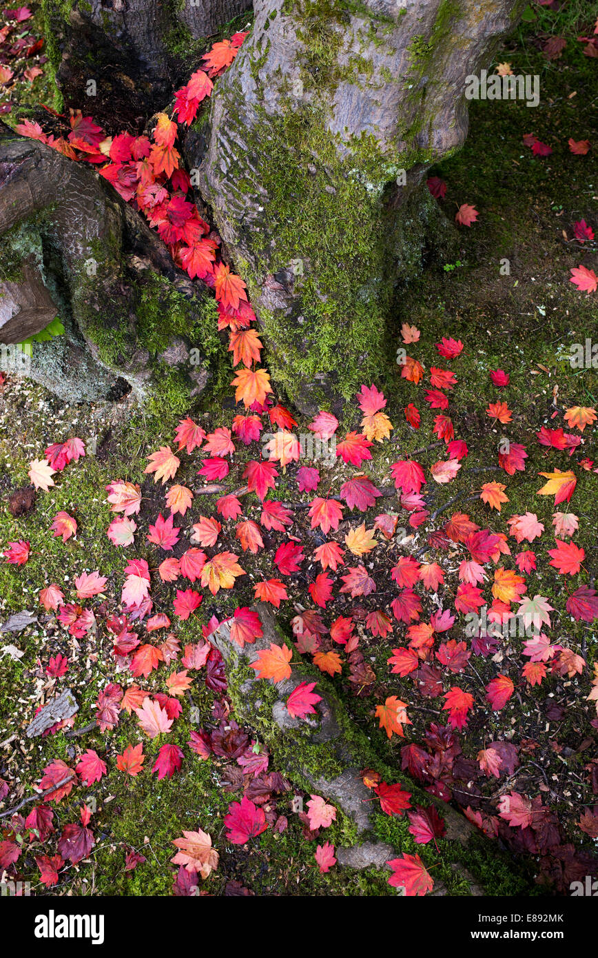 Acer maple tree hi-res stock photography and images - Alamy
