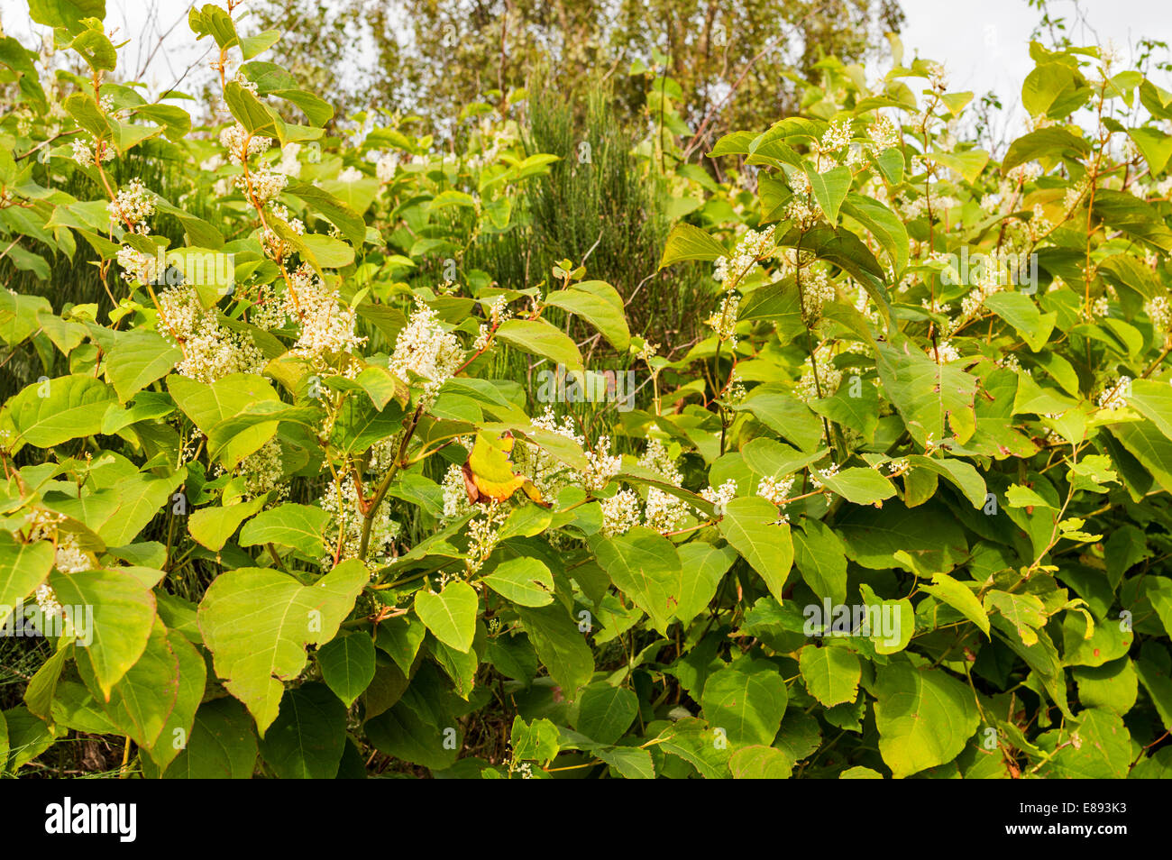 73+ Category 4 japanese knotweed Funny Cats
