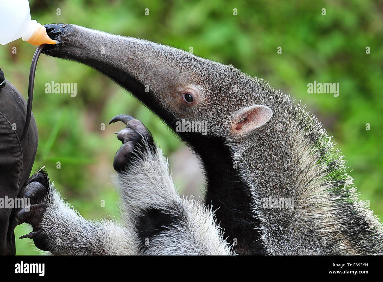 Singapore. 2nd Oct, 2014. A baby Giant Anteater gets bottle-fed at the Singapore River Safari on Oct. 2, 2014. Wildlife Reserves Singapore (WRS) have bred over 400 animal babies at Jurong Bird Singapore. 2nd Oct, 2014. A baby Giant Anteater gets bottle-fed at the Singapore River Safari on Oct. 2, 2014. Wildlife Reserves Singapore (WRS) have bred over 400 animal babies at Jurong Bird