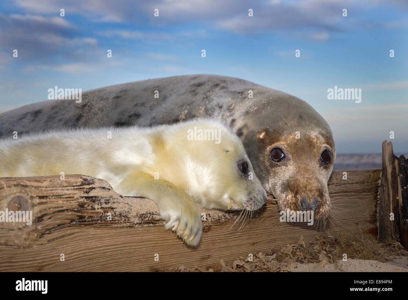 Grey Seal - Halichoerus grypus Stock Photo
