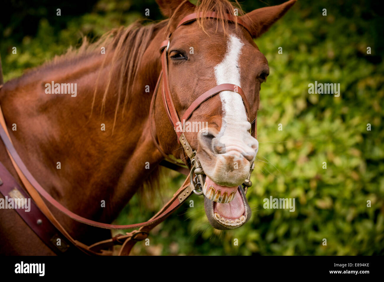 A close-up head of horse appearing to be laughing. Stock Photo