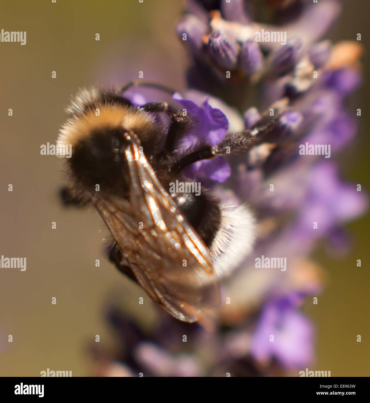 Bumble bee close up Stock Photo