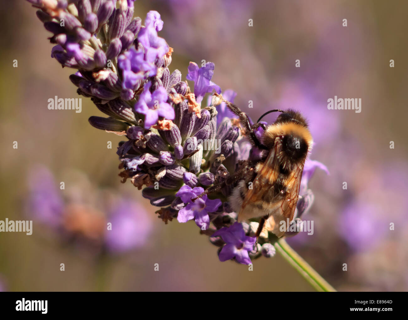 Bumble bee on lilac plant Stock Photo