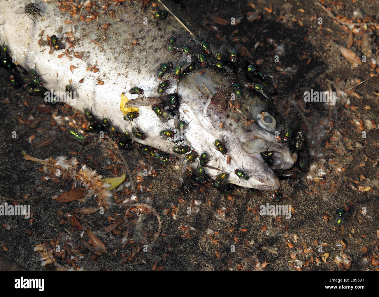 Berlin, Germany, blowflies on a dead trout Stock Photo