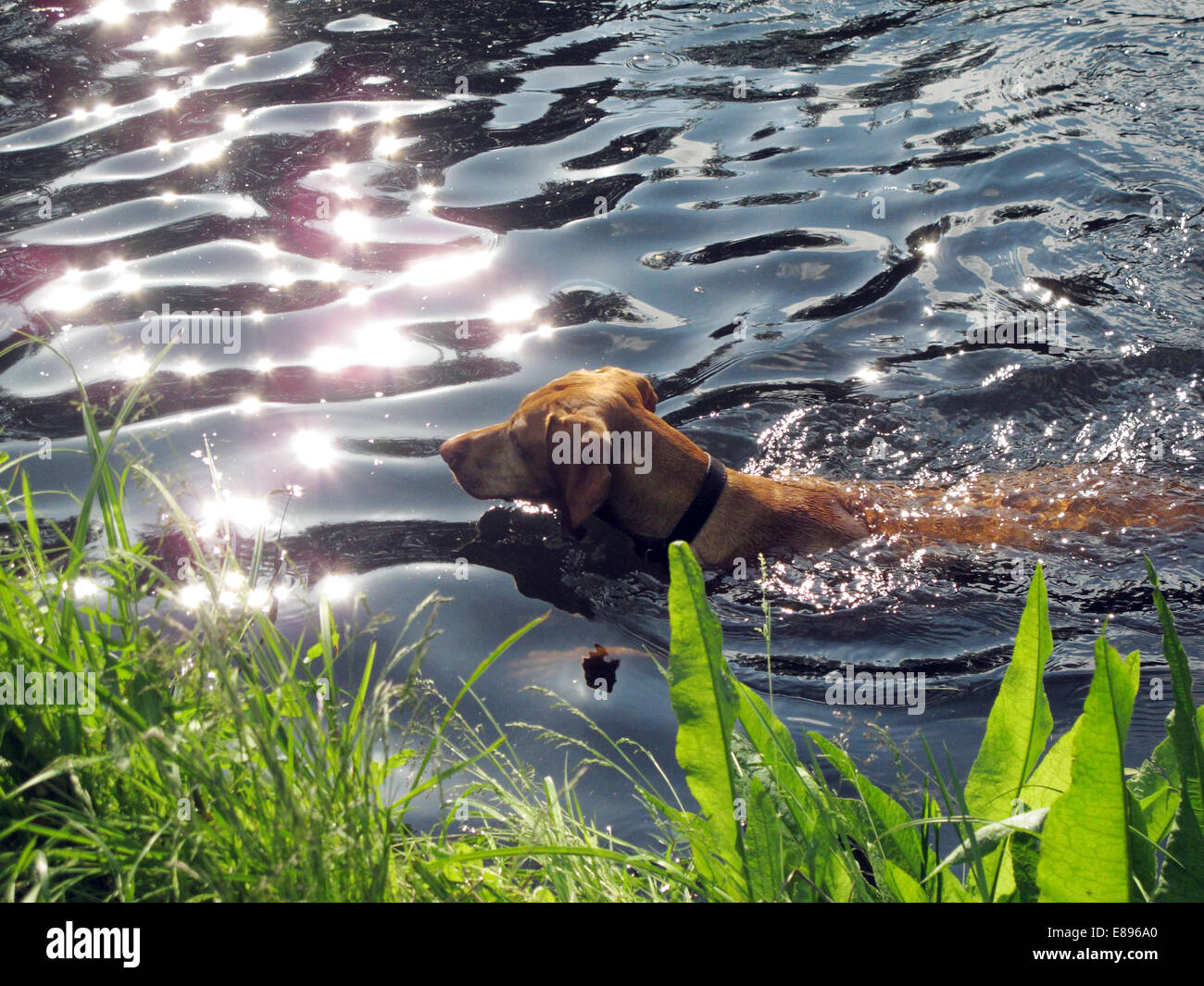 Berlin, Germany, dog swims in the water Stock Photo