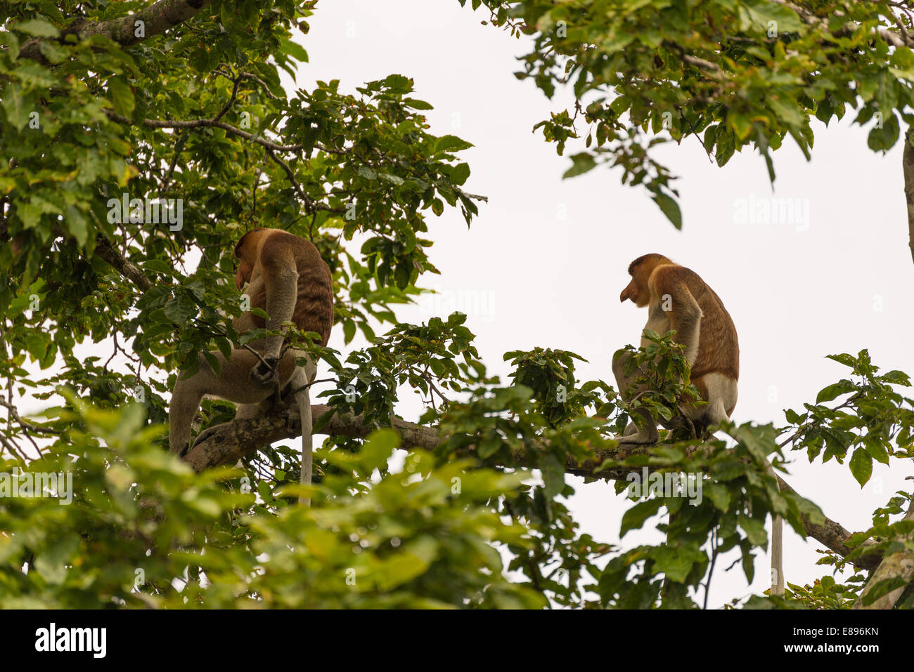 Proboscis Monkey in the rainforest of Bako National Park, West Sarawak