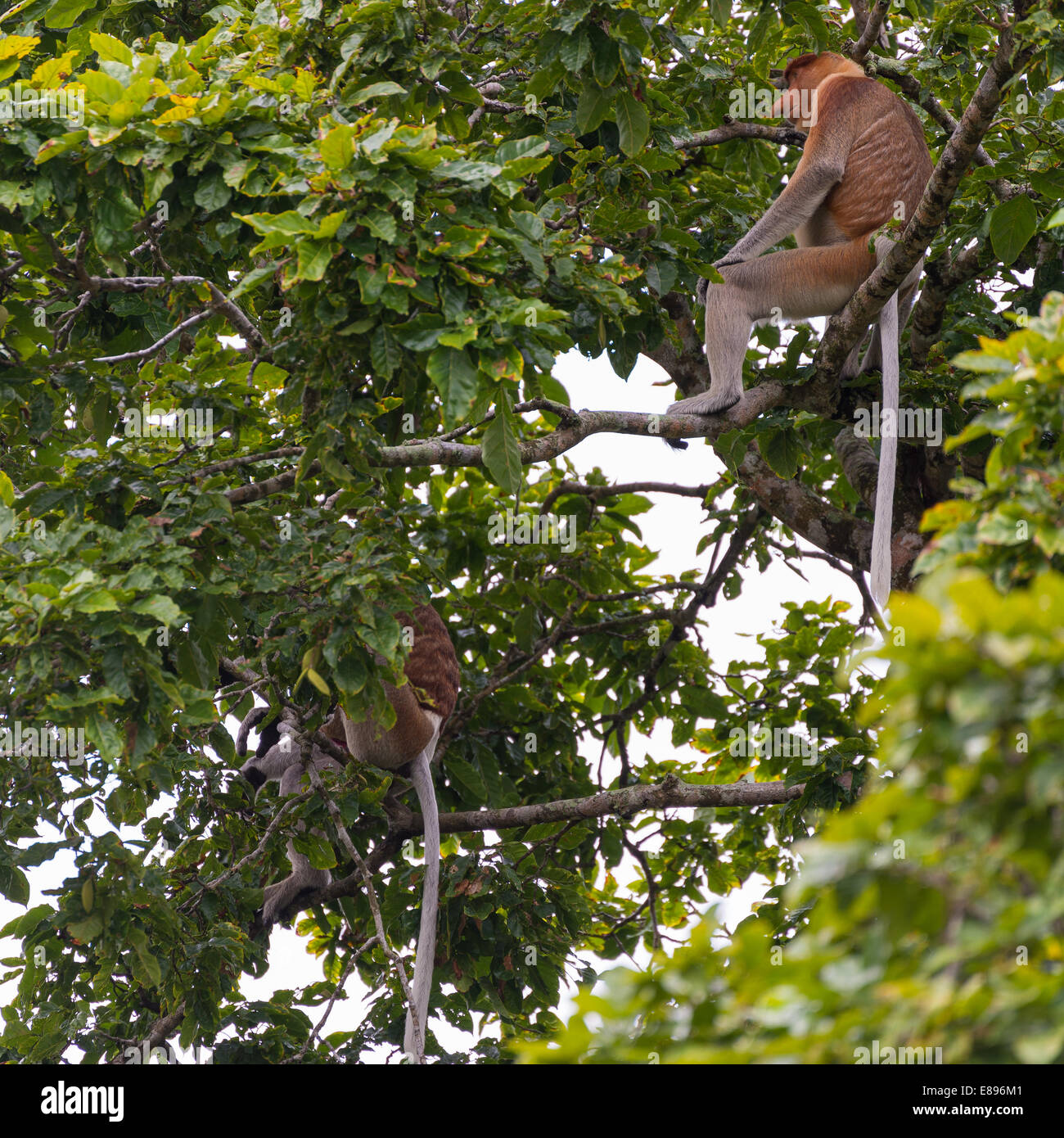 Proboscis Monkey in the rainforest of Bako National Park, West Sarawak