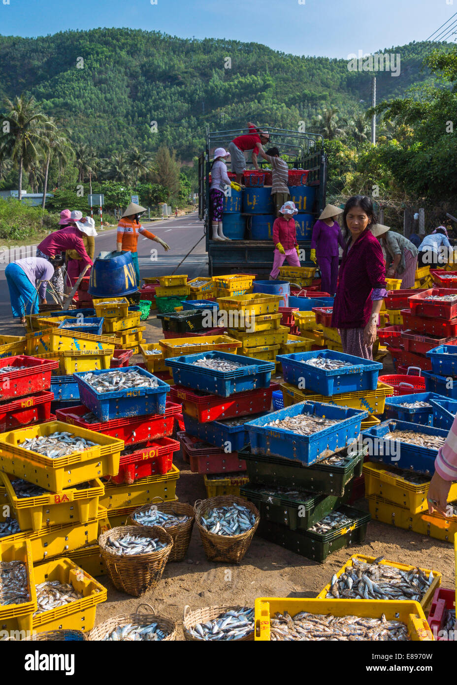Vietnam Qui Nhon beach area - March 2012: Heaps of fish on yellow, blue and red plastic containers are sorted. Stock Photo