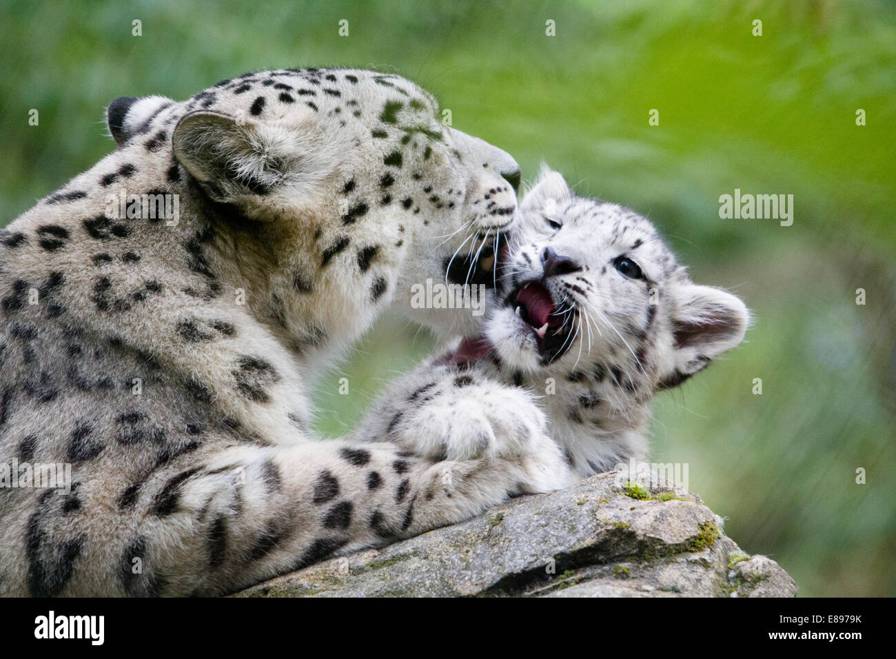 Mother snow leopard washing cub Stock Photo - Alamy