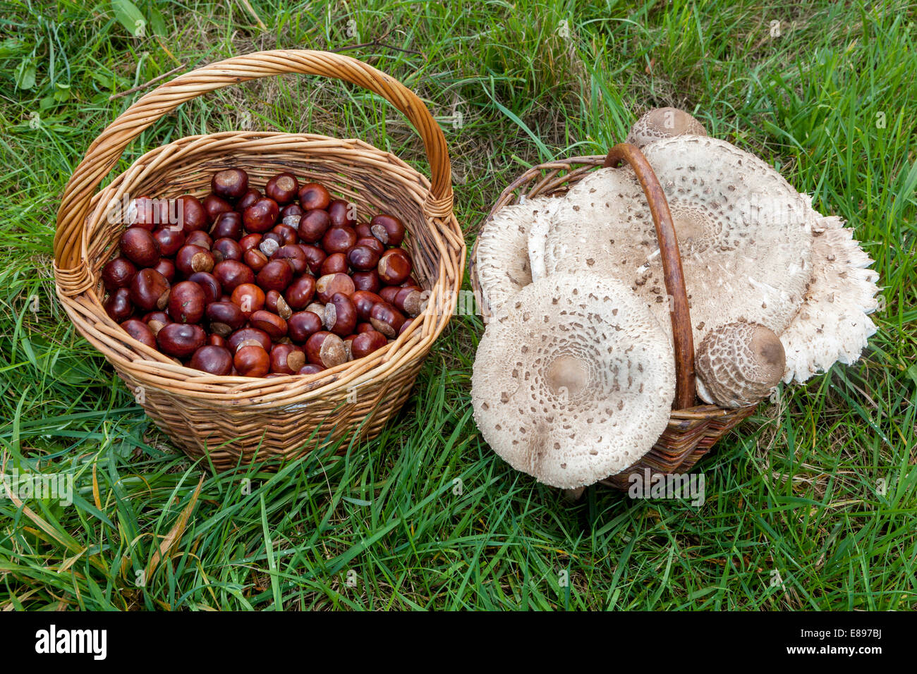 Macrolepiota procera Parasol Mushroom, excellent edible mushroom, Horse chestnut conkers in a basket Autumn harvest Stock Photo