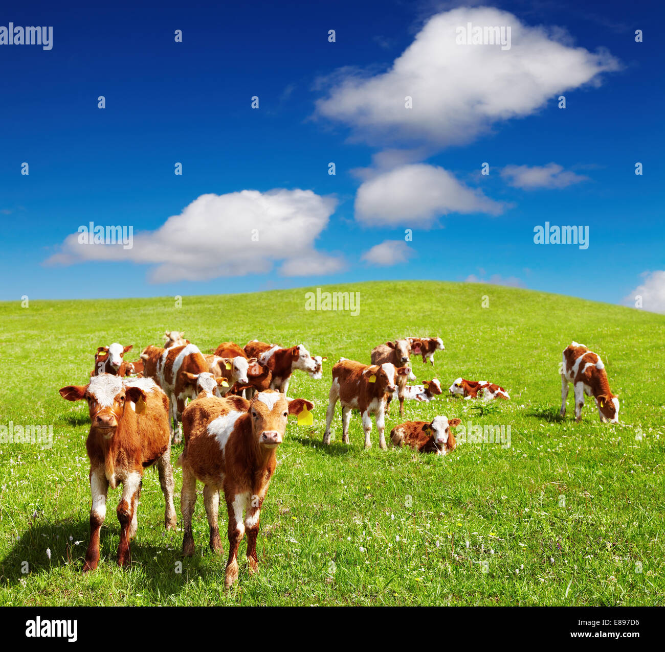 Grazing calves on green hill Stock Photo - Alamy