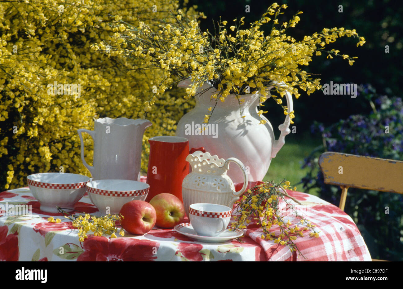 Still-Life of yellow broom in white jugs on table with crockery and red+white floral cloth Stock Photo