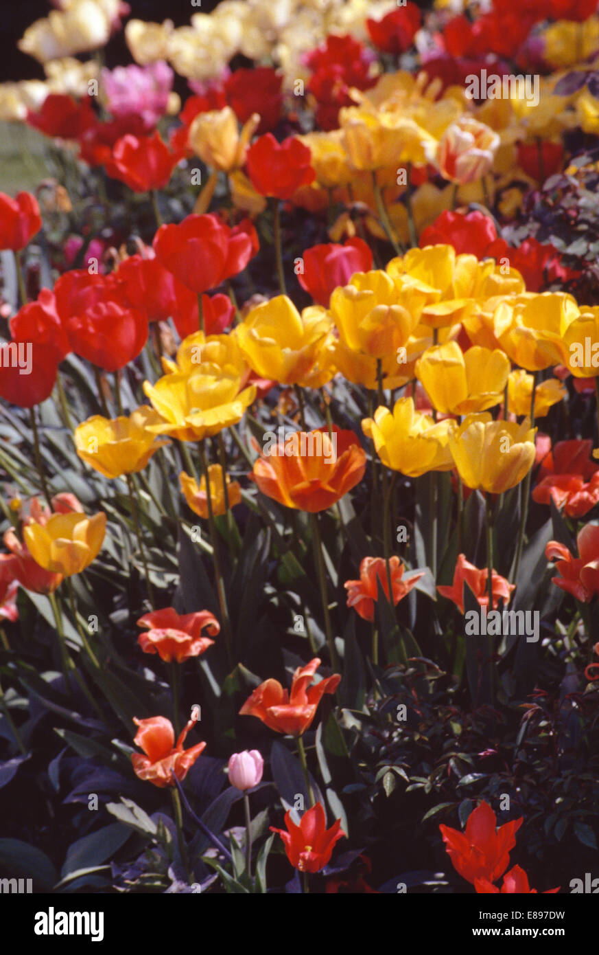 Red yellow close up hi-res stock photography and images - Alamy