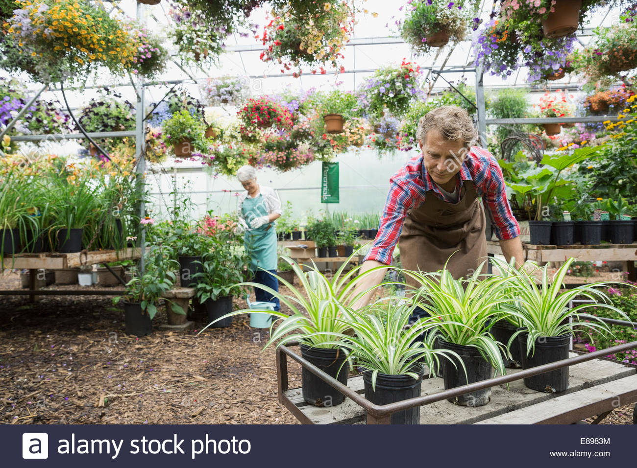 Workers in nursery plant greenhouse Stock Photo Alamy