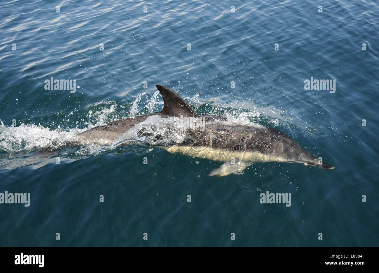 Short-beaked Common Dolphin - Delphinus delphis Stock Photo