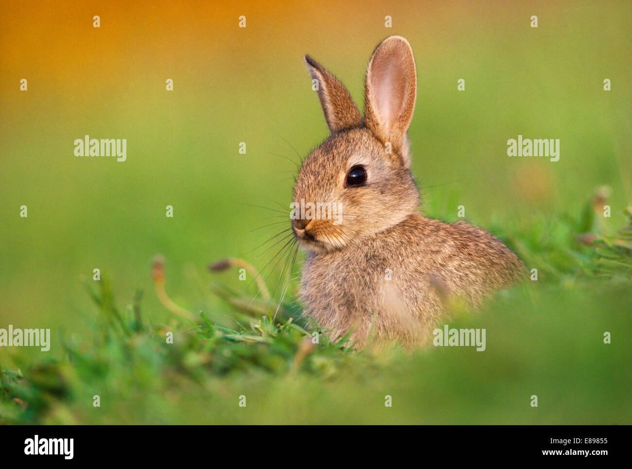 Rabbit - Oryctolagus cuniculus Stock Photo - Alamy