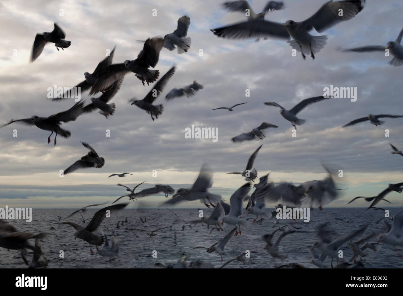 Wismar, Germany, seagulls in flight Stock Photo