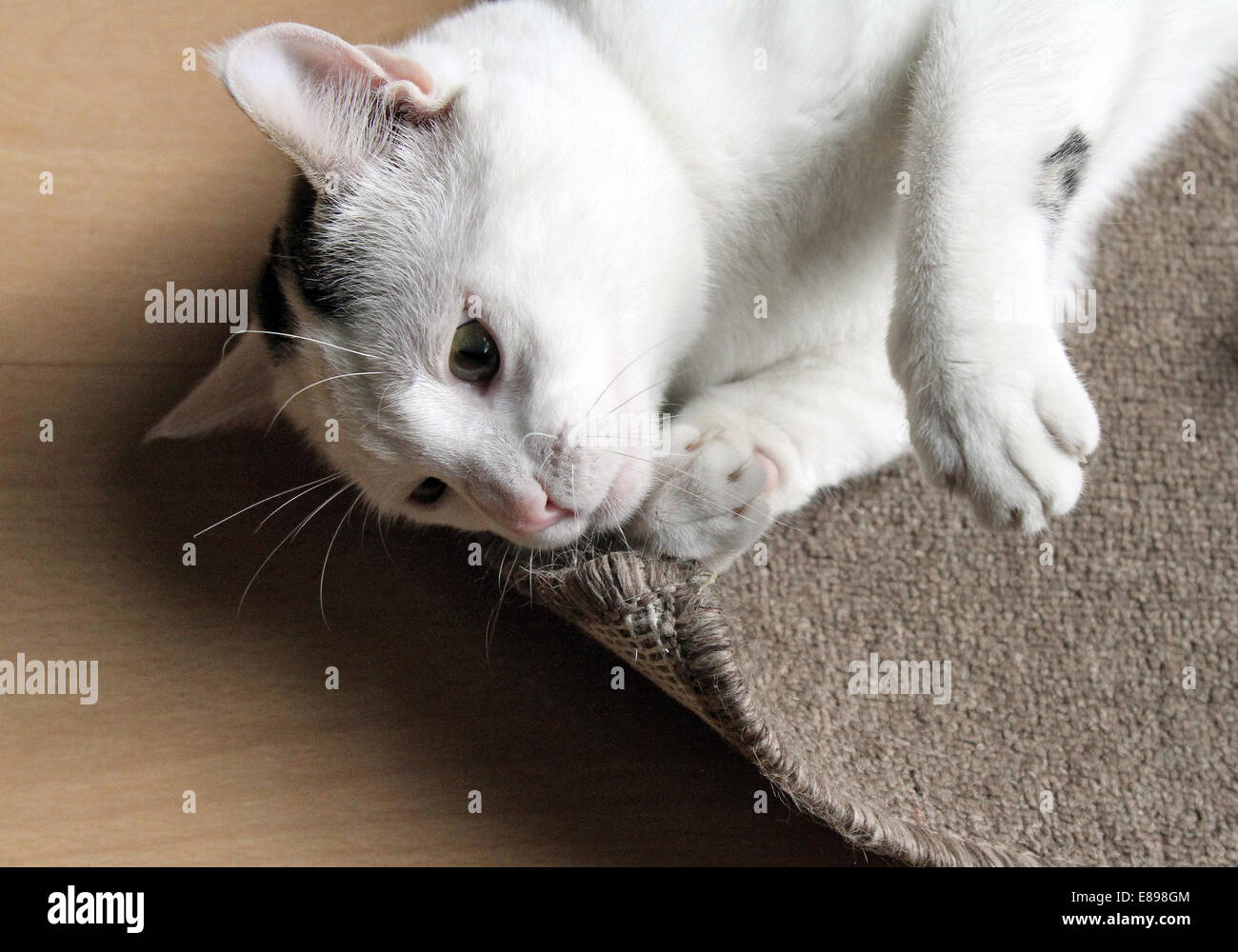 New Hagen, Germany, cat lies on the ground and sniffs at a carpet Stock Photo