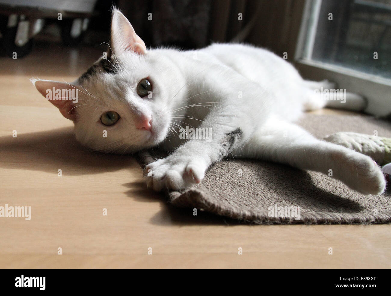 New Hagen, Germany, cat lying on the floor and looking up to viewer Stock Photo