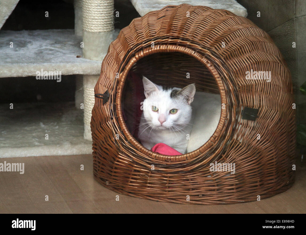 New Hagen, Germany, cat looks out of her cat basket Stock Photo