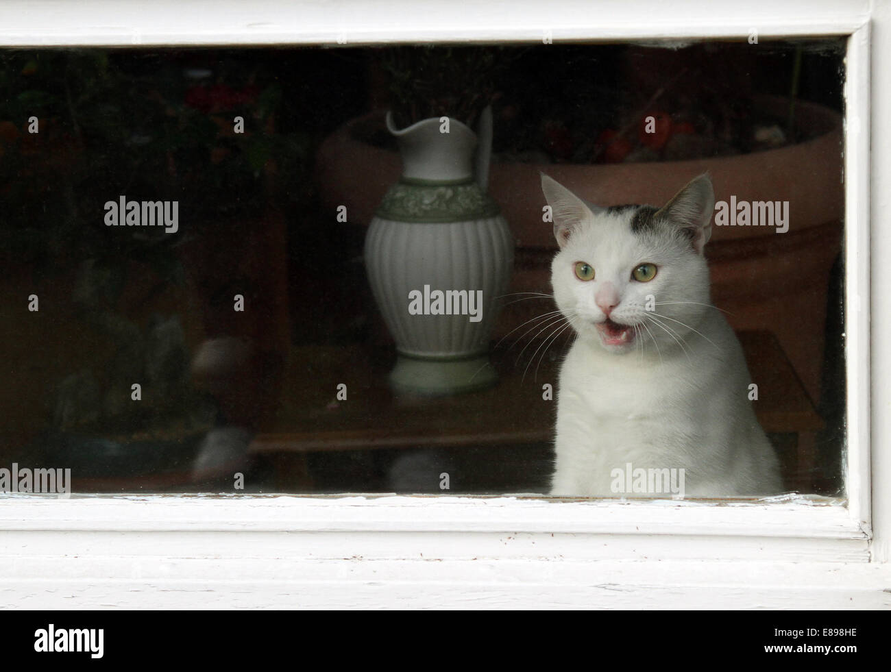 New Hagen, Germany, meowing cat looking out a window Stock Photo