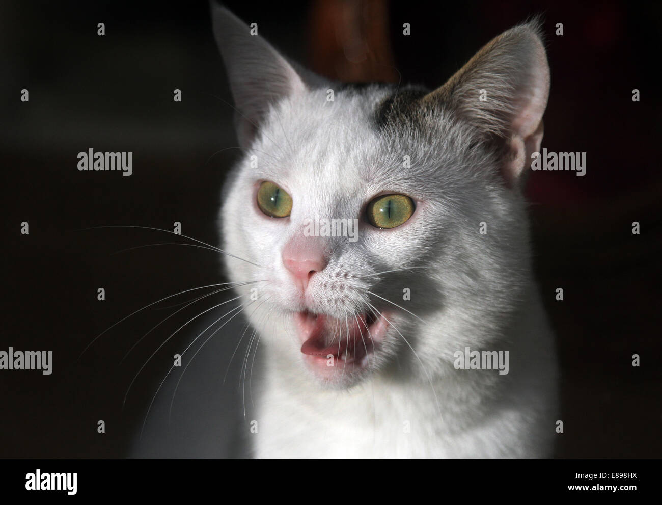 New Hagen, Germany, Cat begins to yawn Stock Photo Alamy