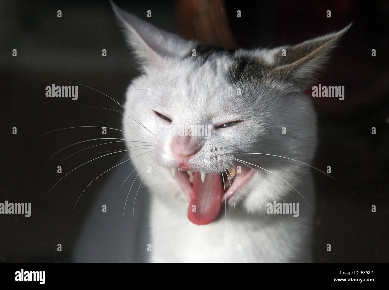 New Hagen, Germany, cat yawns Stock Photo