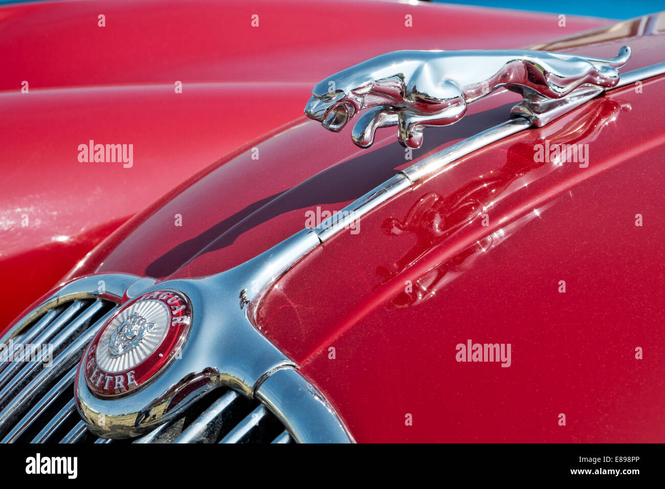 The iconic chrome leaping cat above the grill on the red hood of a 3.8 litre Jaguar Mark 2 classic British 1960's sports saloon Stock Photo