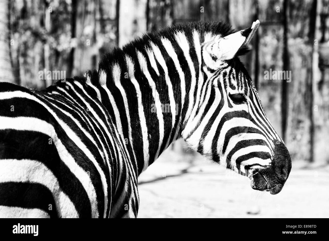 Black and White Zebra Portrait Stock Photo Alamy
