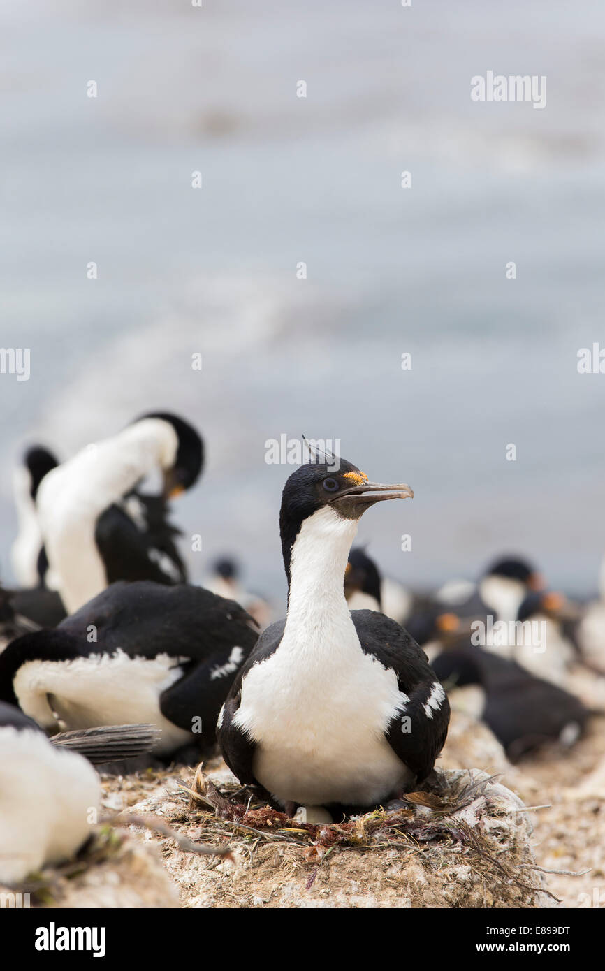 Cormorant egg hires stock photography and images Alamy