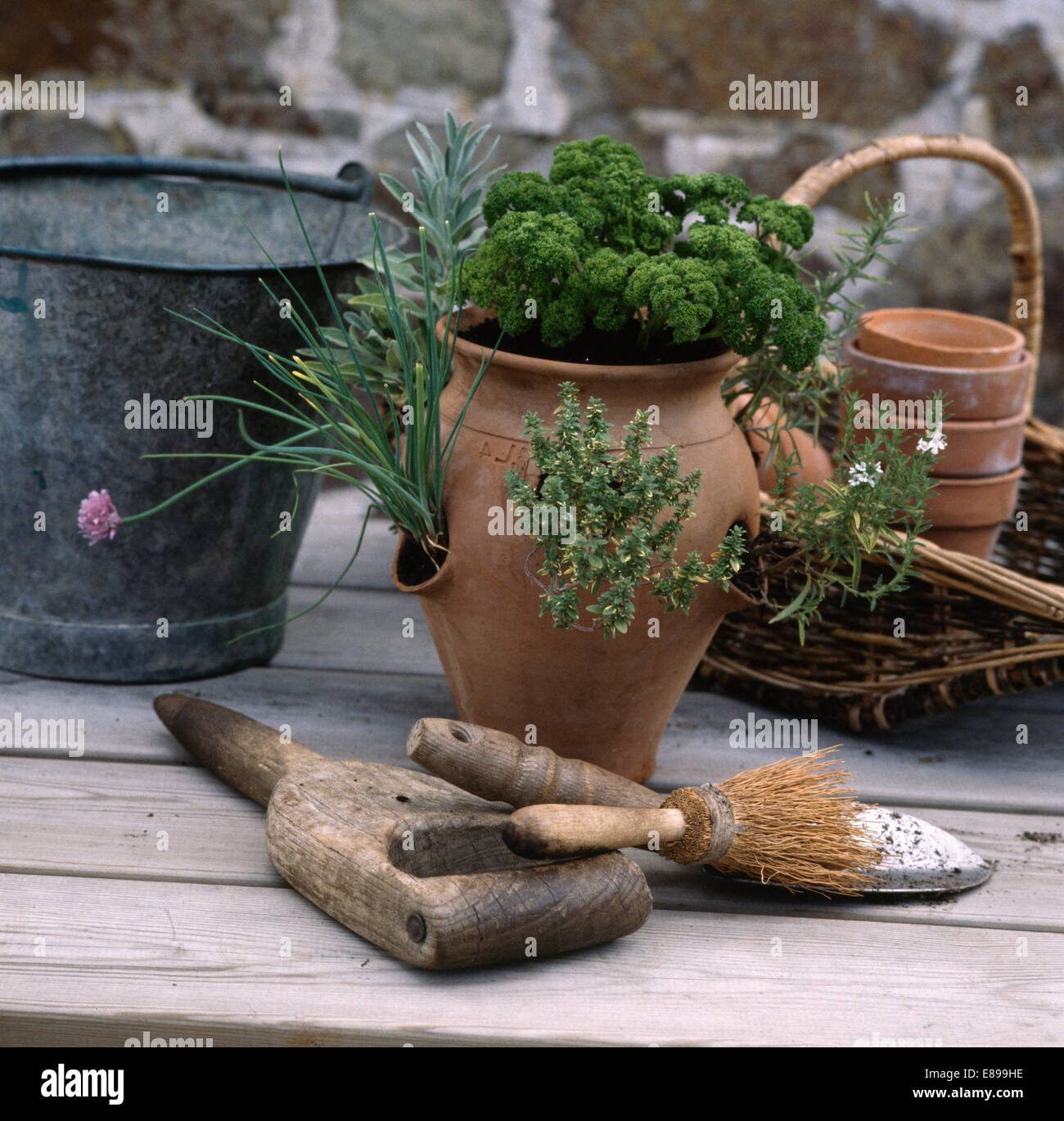 Parsley with chives and thyme in terracotta strawberry pot on table with potbrush and old wooden dibber Stock Photo