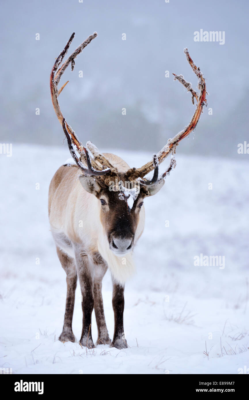 Reindeer - Rangifer tarandus Stock Photo