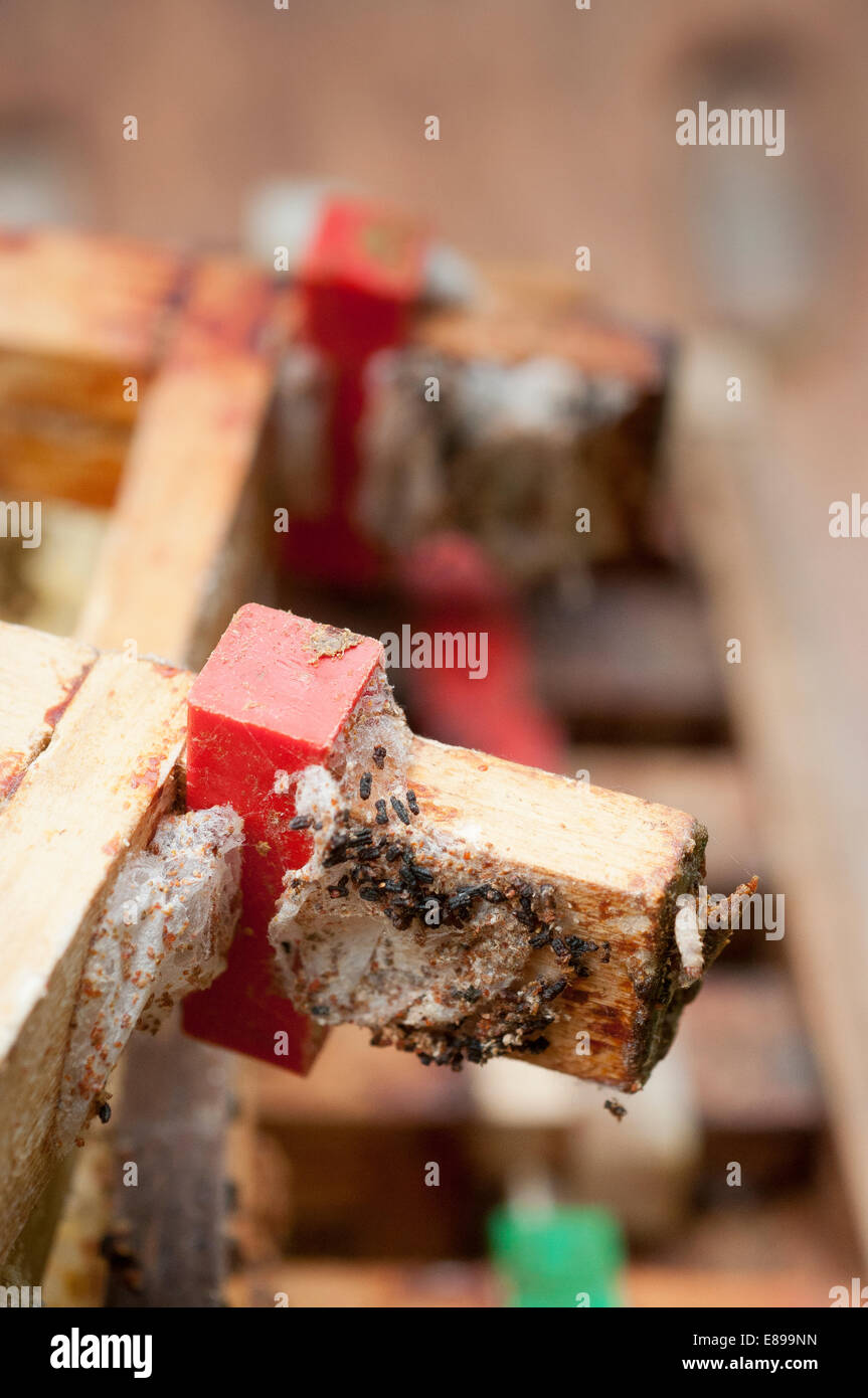 Wax moth damage on national bee hive frames Stock Photo Alamy