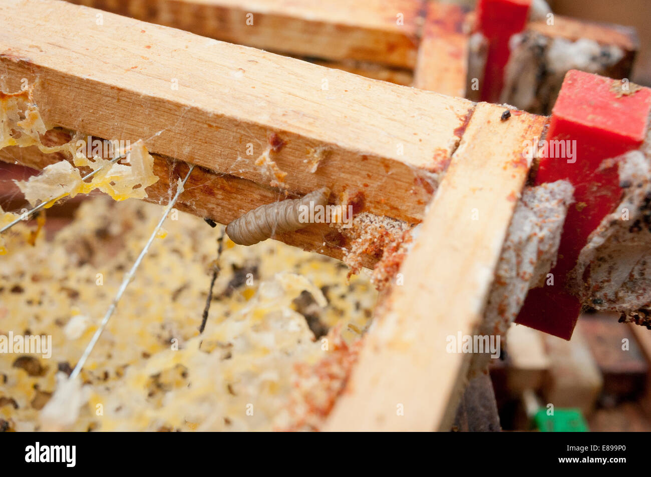 Wax moth damage on national bee hive frames Stock Photo Alamy