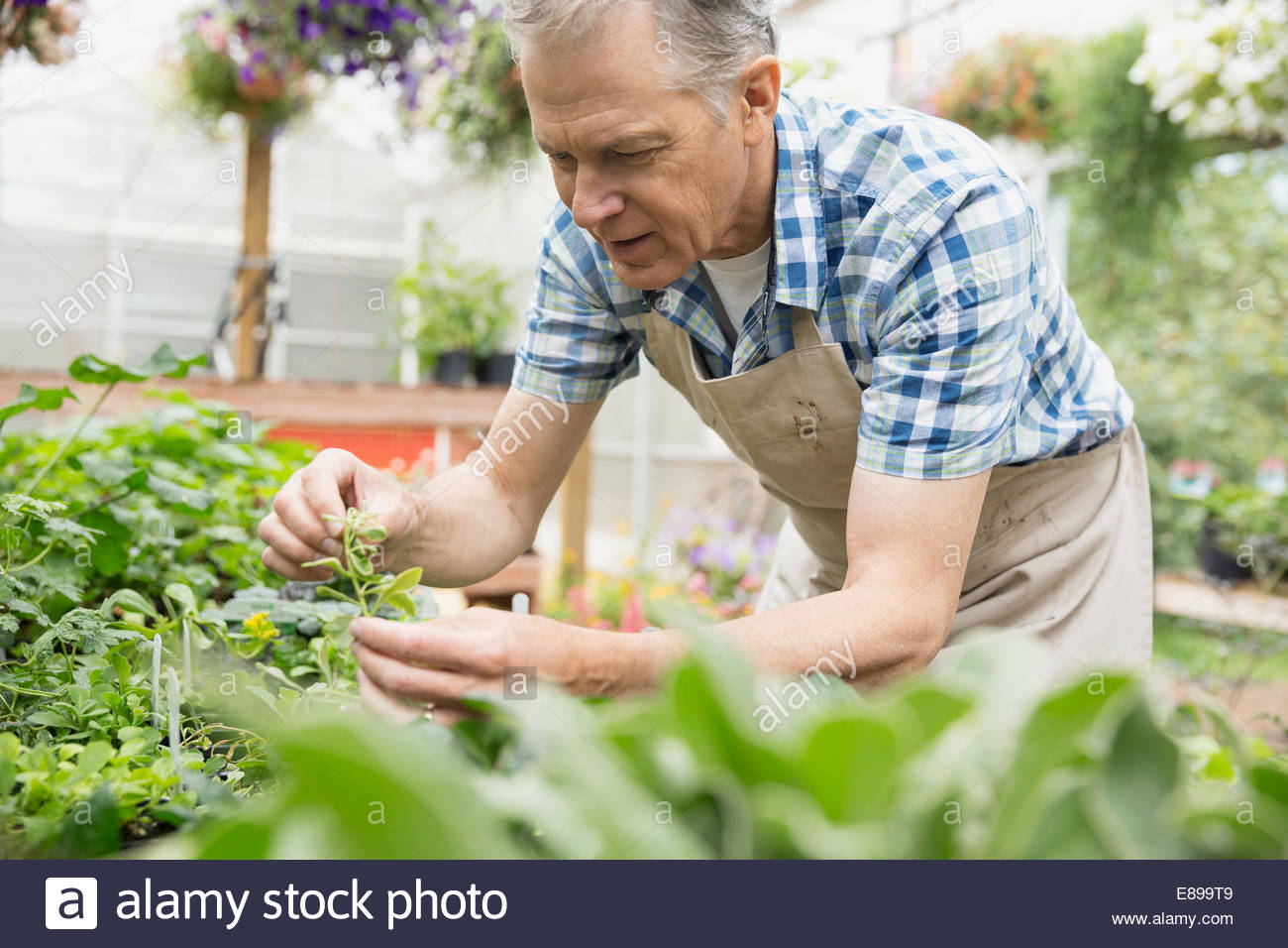 Worker examining plant in plant nursery greenhouse Stock Photo