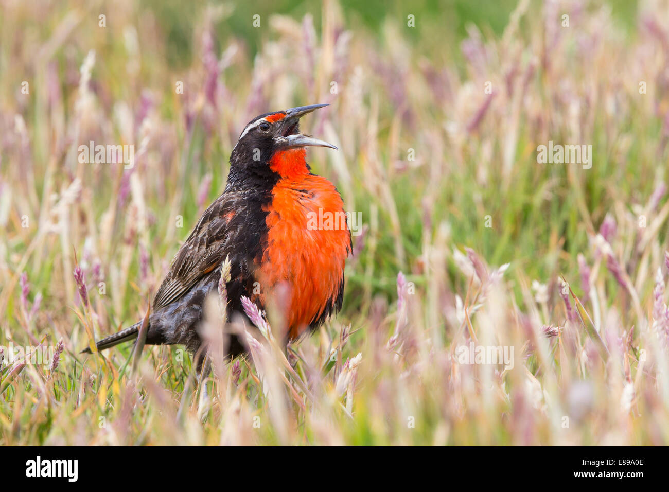 Male military starling calling whilst on the ground Stock Photo Alamy