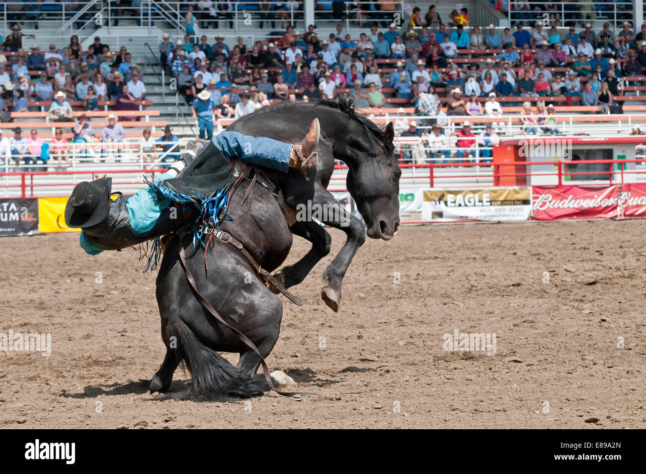 Cowboy, bareback bronc riding, Ponoka Stampede, rodeo, Ponoka, Alberta ...