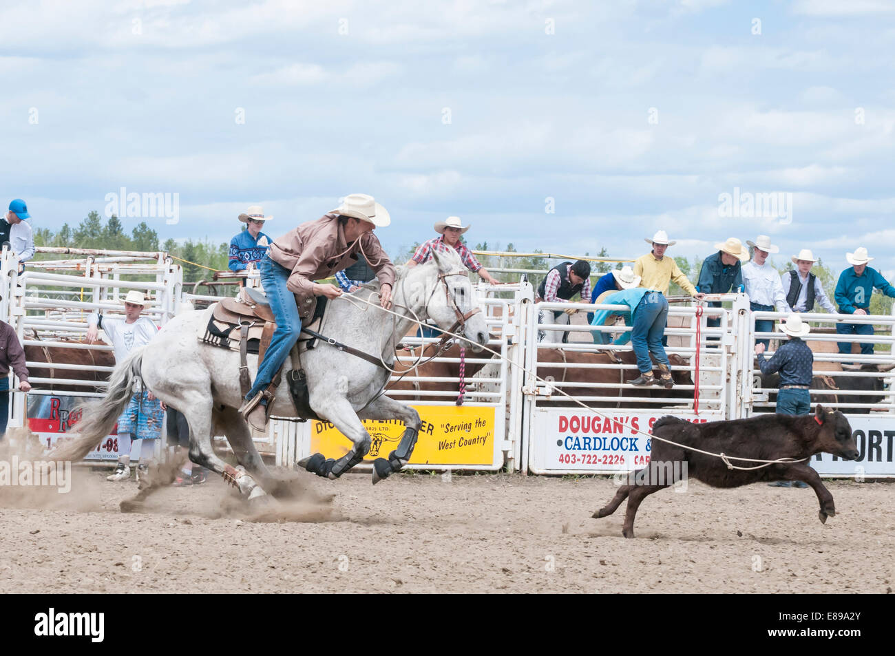 Calf roping, Caroline Stampede, rodeo, Caroline, Alberta, Canada Stock Photo