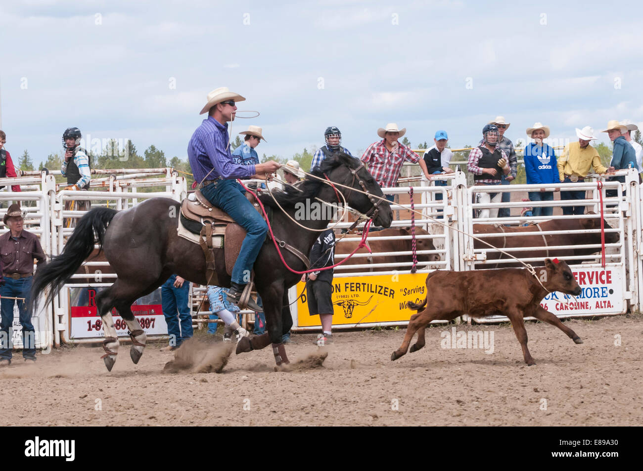 Canada Rodeo Steer Roping Calf roping, Caroline Stampede, rodeo, Caroline, Alberta, Canada Stock ...