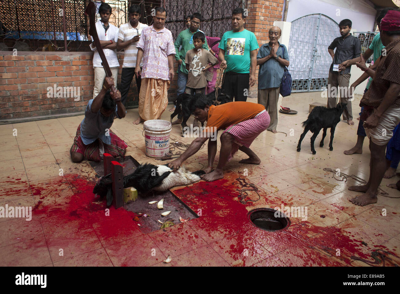 Dhaka, Bangladesh. 2nd Oct, 2014. Devotees sacrifice a small black goat as an offering for the goddess Durga during the Durga Puja Festival celebrations.Thousands of Bangladeshi devotees celebrate the traditional festival Durga Puja, the worshipping of the Hindu goddess Durga. Common customs include the application of Sindoor powder on married women, the sacrifice of animals and the worship of deities Credit:  Zakir Hossain Chowdhury/ZUMA Wire/Alamy Live News Stock Photo