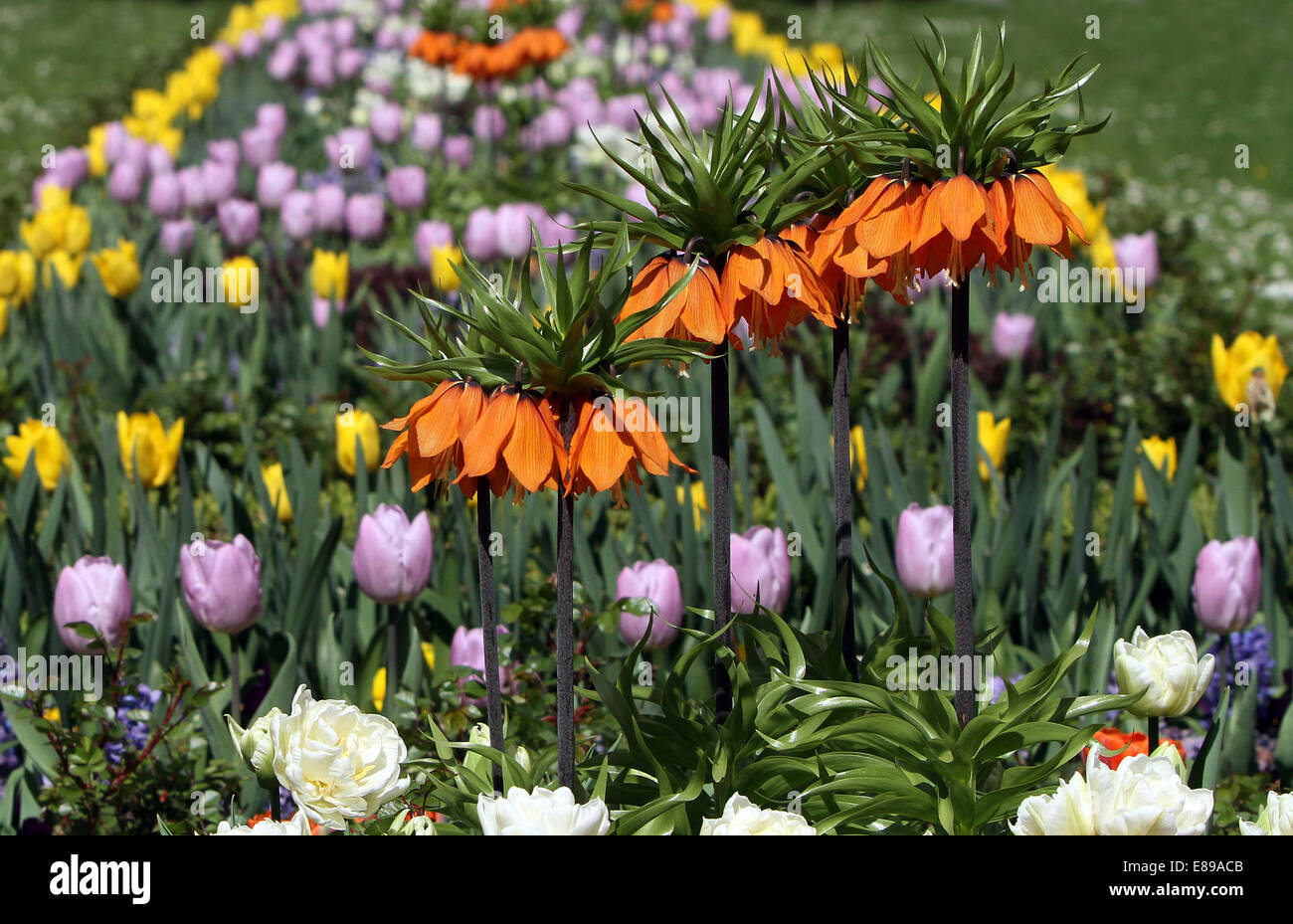 Berlin, Germany, flowerbed with imperial crowns and tulips Stock Photo