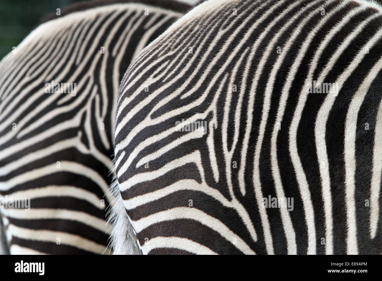 Hamburg, Germany, skins of zebras Stock Photo