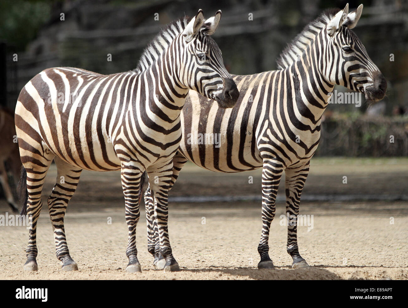 Hamburg, Germany, Boehm-zebras Stock Photo